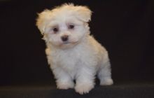 Cute White Teacup Maltese Puppies