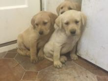 Fox Red Labrador Puppies