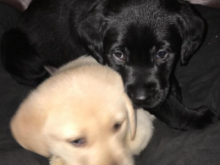 Labrador Puppies From Great Pedigree