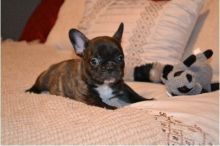 Lovely and sweatest French bull dog puppies ready 901-401-8672