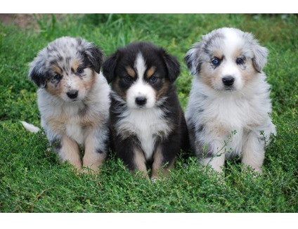 Adorable Australian Shepherd puppies Image eClassifieds4u