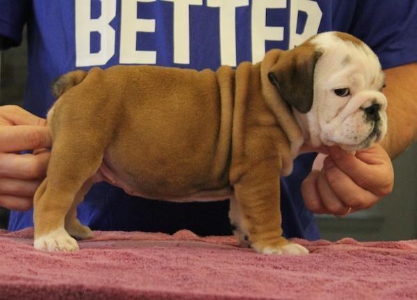 AKC English Bulldog Puppies Available Image eClassifieds4u