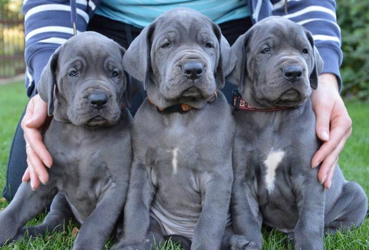 Charming Male and Female Great Dane Pups Image eClassifieds4u