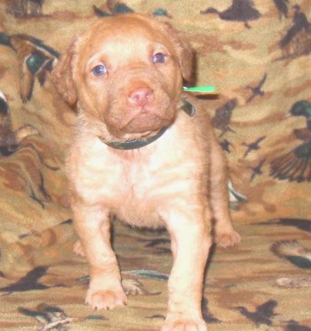 Chesapeake Bay Retriever Puppies Available For Caring Families Image eClassifieds4u