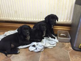 Fox Red Labrador Puppies Image eClassifieds4u