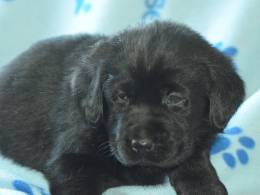 Fox Red Labrador Puppies Image eClassifieds4u