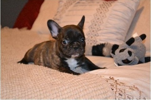Lovely and sweatest French bull dog puppies ready 901-401-8672 Image eClassifieds4u