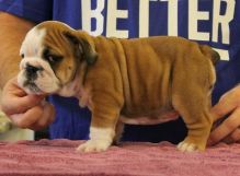 Brilliant English Bulldog Puppies for Re-homing Image eClassifieds4U