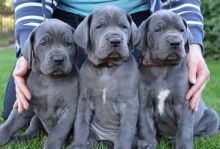 Charming Male and Female Great Dane Pups Image eClassifieds4U