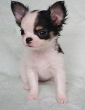Chihuahua Puppies Available For Caring Families Image eClassifieds4U