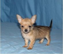 Chorkie Puppies Available For Caring Families Image eClassifieds4U