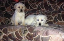 Companion Labrador retriever Puppies for homes text (205) 598-5317 Image eClassifieds4U