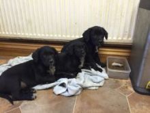 Fox Red Labrador Puppies Image eClassifieds4u 3