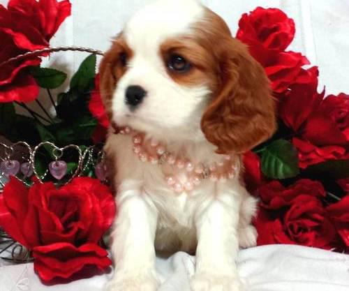 Splendid Cavalier King Charles Puppies For Caring Homes Image eClassifieds4u