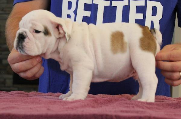 Two Top Class English Bulldogs Puppies Available Image eClassifieds4u