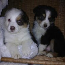 Adorable Australian Shepherd puppies