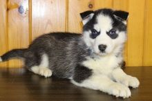 K.c Registered + 5 Generation male and female Pedigree Huskies (478)324 2708