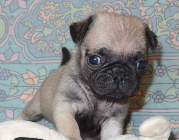 cute and lovely female Pom puppy seeking lovely home Image eClassifieds4u