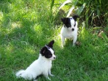 Baby Chihuahua puppies for adoption