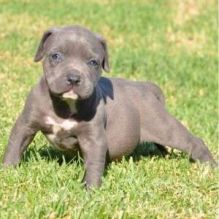 Beautiful American Pit Bull Terrier Puppies Call or Text (704) 931-8188