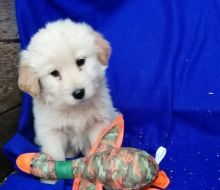 Beautiful Golden Retriever Puppies