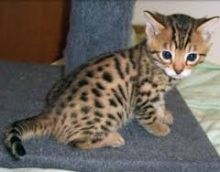 Bengal Kitten Available for rehoming