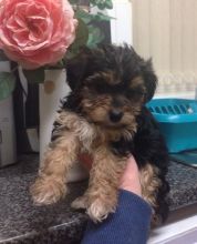 Chocolate and Gold Teacup Yorkie Puppy