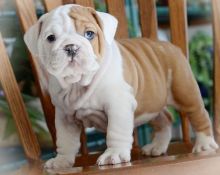 English Bulldog Pups Available for Adoption