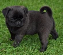 Potty trained Pug puppies for pet lovers.