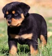 Rottweiler puppies