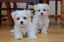 Sociable Maltese puppies available for adoption