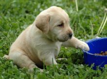 Vet checked Labrador Retriever puppies for new home