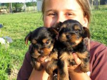 Yorkie puppies to offer.