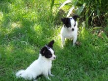 Baby Chihuahua puppies for adoption Image eClassifieds4U