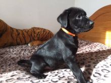 labrador retriever puppies Image eClassifieds4U