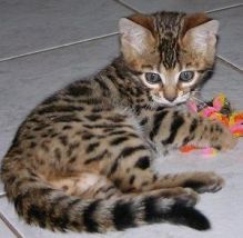 This beautiful and very sweet Bengal kittens needs to be re-homed. Image eClassifieds4U