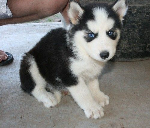 Siberian Husky for re-homing. Image eClassifieds4u