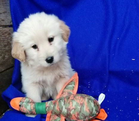 Two adorable Golden Retriever for Sale Image eClassifieds4u