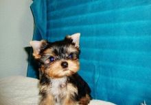 11 weeks-old Yorkshire Terrier (443) 475-0127