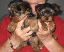 Adorable teacup yorkie puppies for free adoption (443) 475-0127