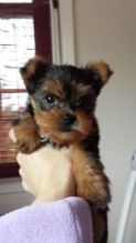 Akc reg Adorable Teacup Yorkie Puppies for Adoption (443) 475-0127