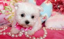 Awesome T-Cup Maltese Puppies Available