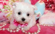 Charming Maltese puppies available