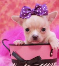 Chatham Kent Chichuahua Puppies