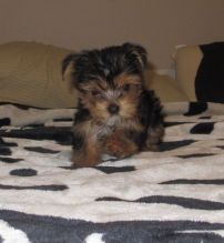 Cute little adorable yorkie puppies available (443) 475-0127