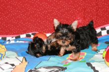 cute Teddy Yorkie puppy, AKC, male 10 weeks old (443) 475-0127