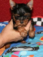 Energetic boy and girl yorkie puppies for sale !!! (443) 475-0127