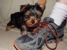 Energetic boy and girl yorkie puppies for sale !!! (443) 475-0127