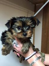 Excellent Teacup Yorkie Puppies For Adoption Hit or Call now (443) 475-0127