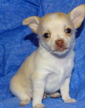 Friendly Gift Chichuahua Puppies